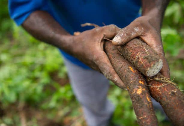 RDC-USAID : L’agence américaine accorde 6,5 millions de dollars pour le financement du projet de développement de la filière du manioc.
