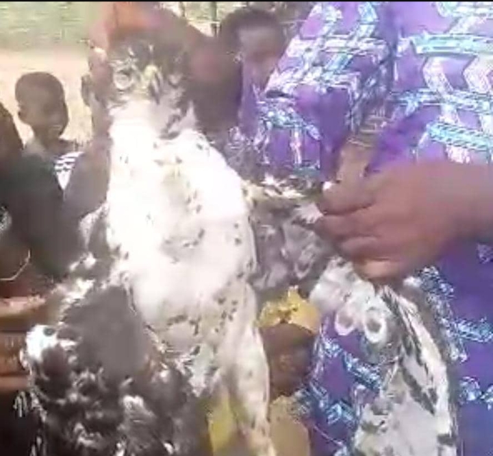 Kasaï central : Fait Insolite à Kambulu : Un Aigle tente d’Enlever un Enfant de 13 Ans